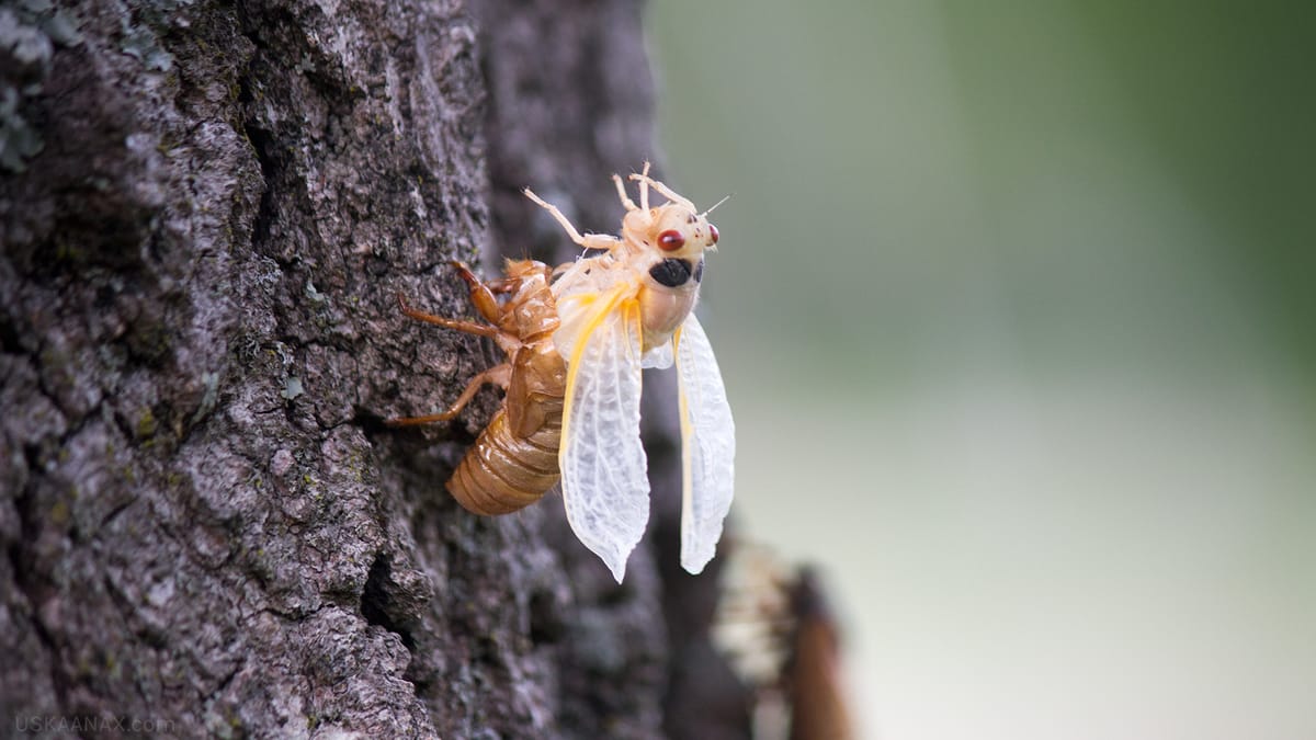 Brood X Cicadas 2021 or: How I Learned To Stop Worrying And Love The Swarm