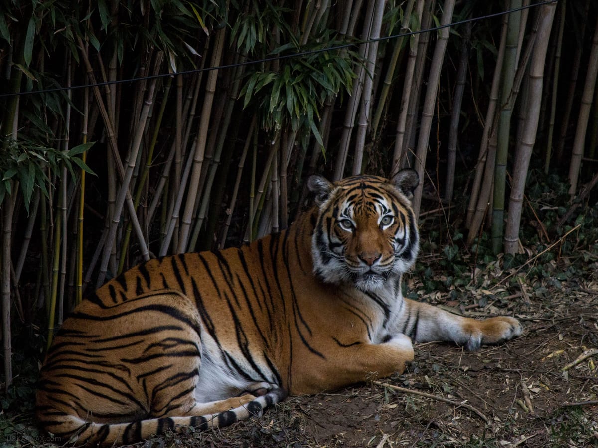Malayan Tiger at the Cincinnati Zoo
