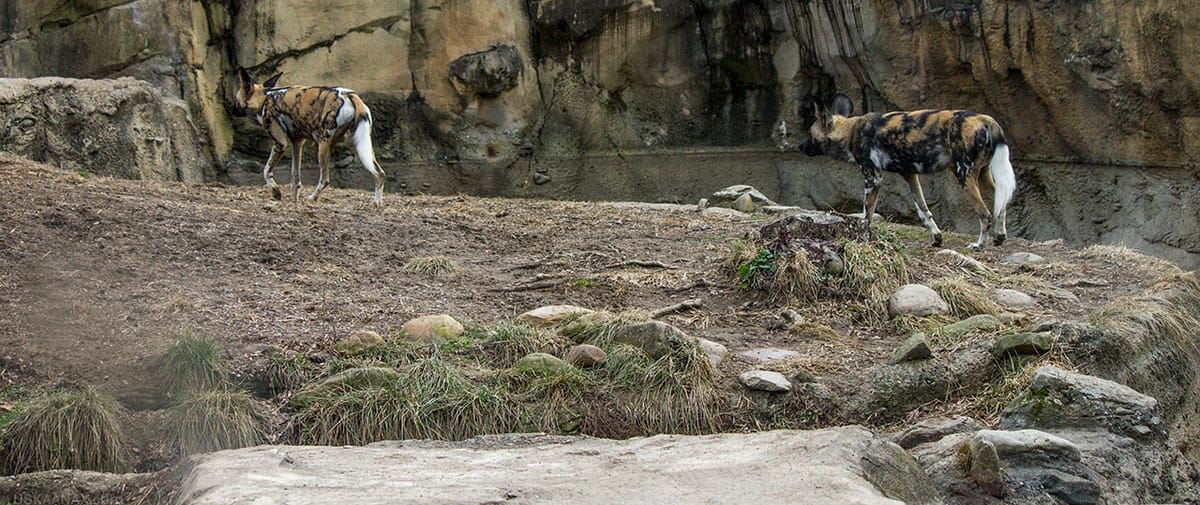African Wild Dogs at the Cincinnati Zoo
