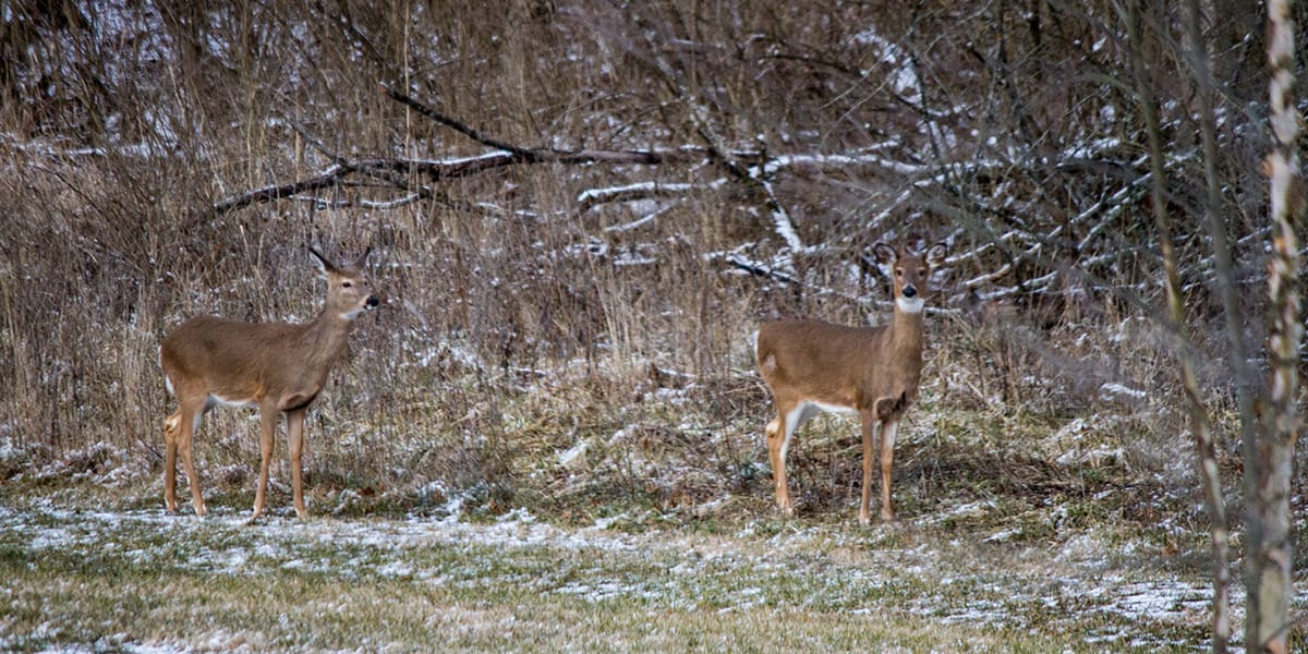 Deer at Governor Bebb