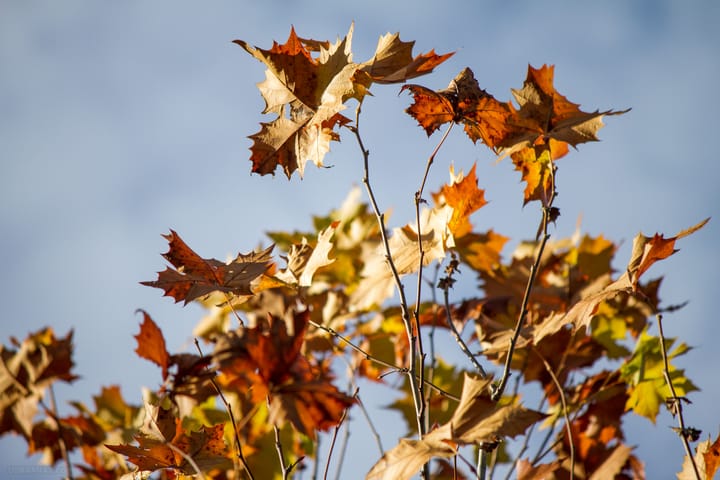 Autumn Colors of Southwest Ohio