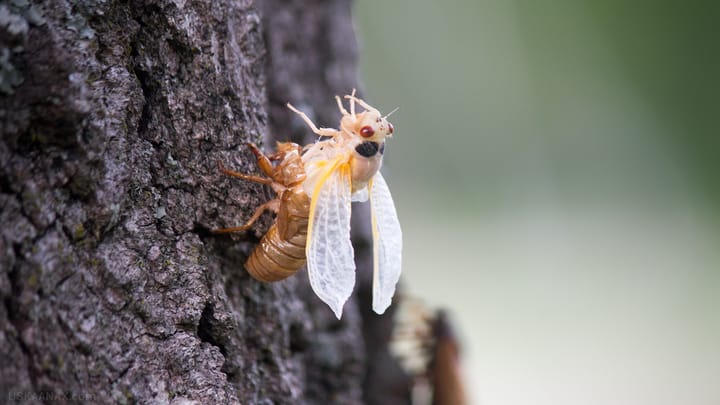 Brood X Cicadas 2021 or: How I Learned To Stop Worrying And Love The Swarm
