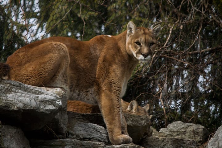 A Couple Cincinnati Zoo Felines