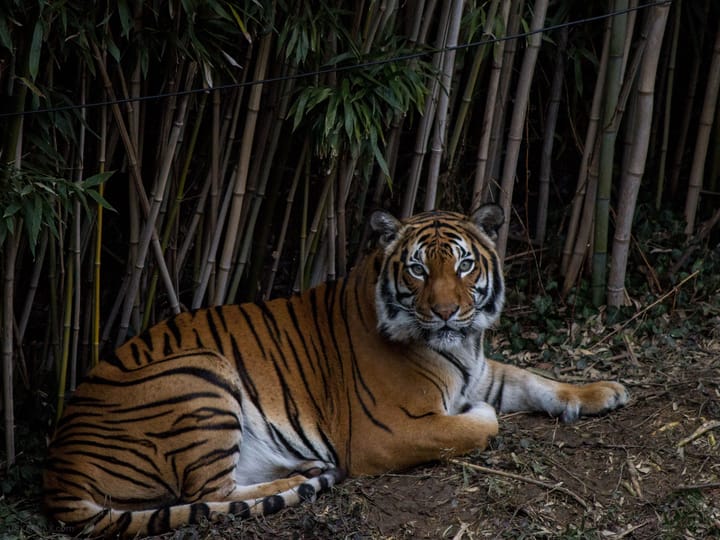 Malayan Tiger at the Cincinnati Zoo