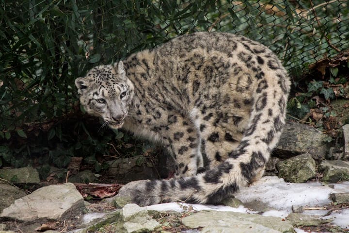 Snow Leopard at the Cincinnati Zoo