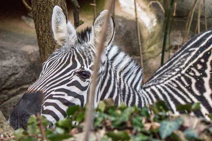 Zebras at the Cincinnati Zoo