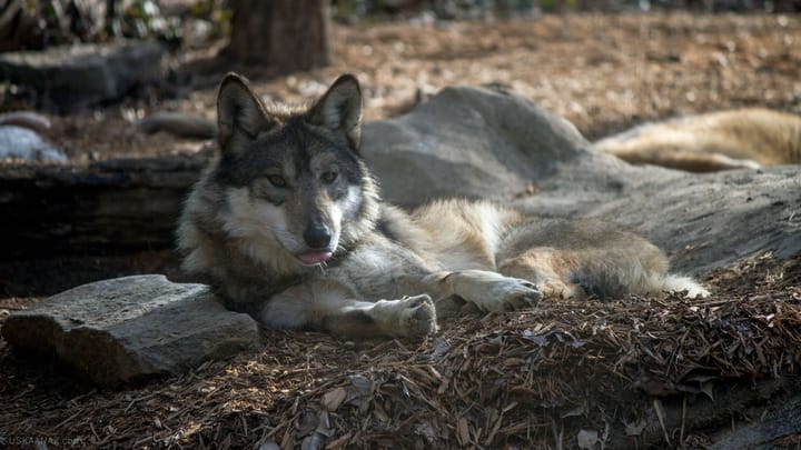 Mexican Wolves at the Cincinnati Zoo