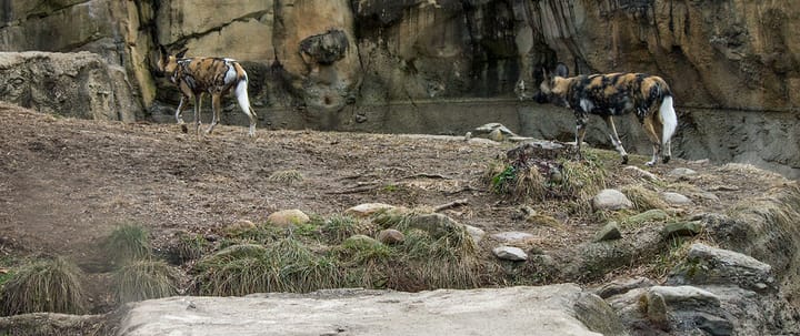 African Wild Dogs at the Cincinnati Zoo