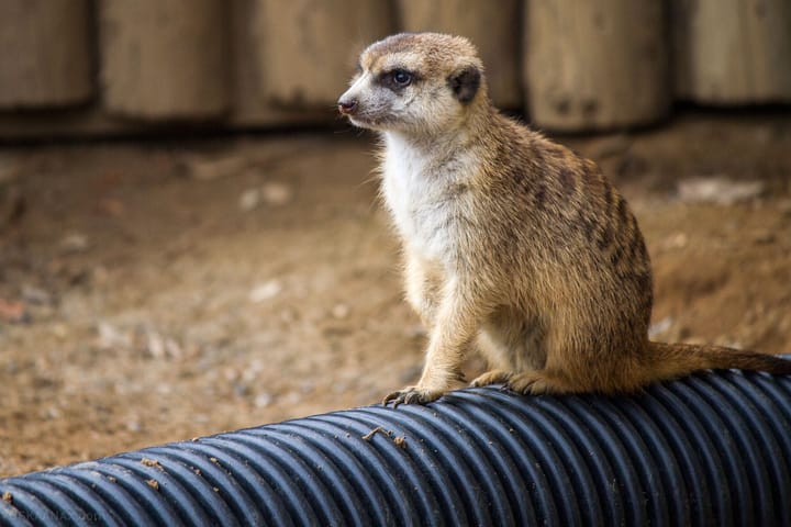Meerkats at the Cincinnati Zoo