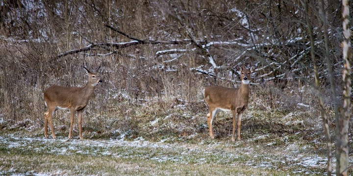 Deer at Governor Bebb